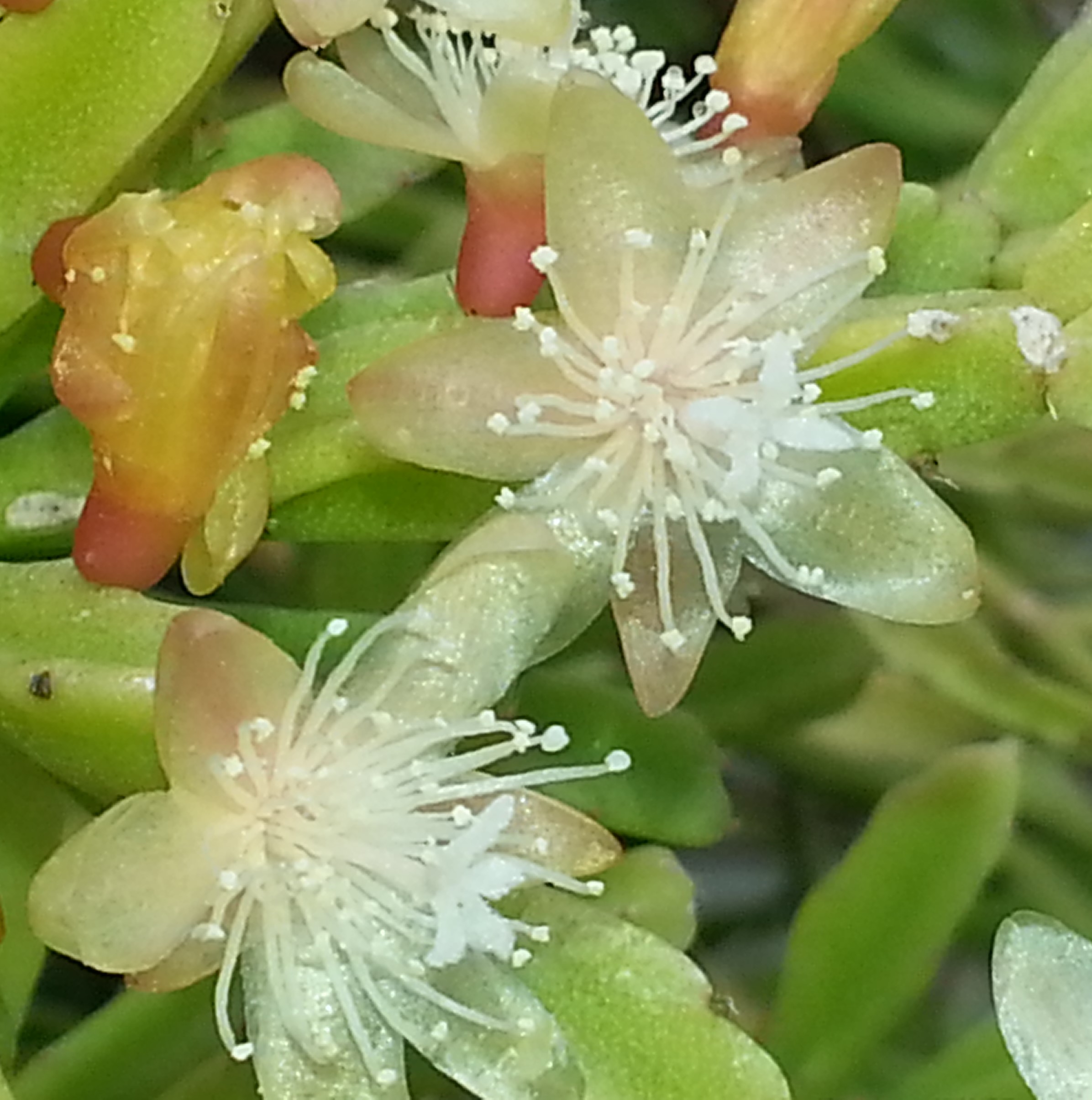 http://www.cloudjungle.com/cloudjungle/Cactaceae/Rhipsalis/rhipsalis sulcata flower 2016.jpg